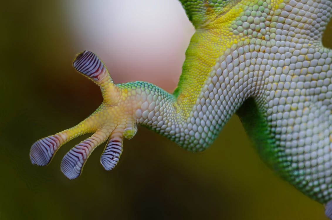 underside of a frog