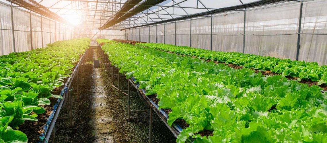 green oak lettuce growing in a greenhouse