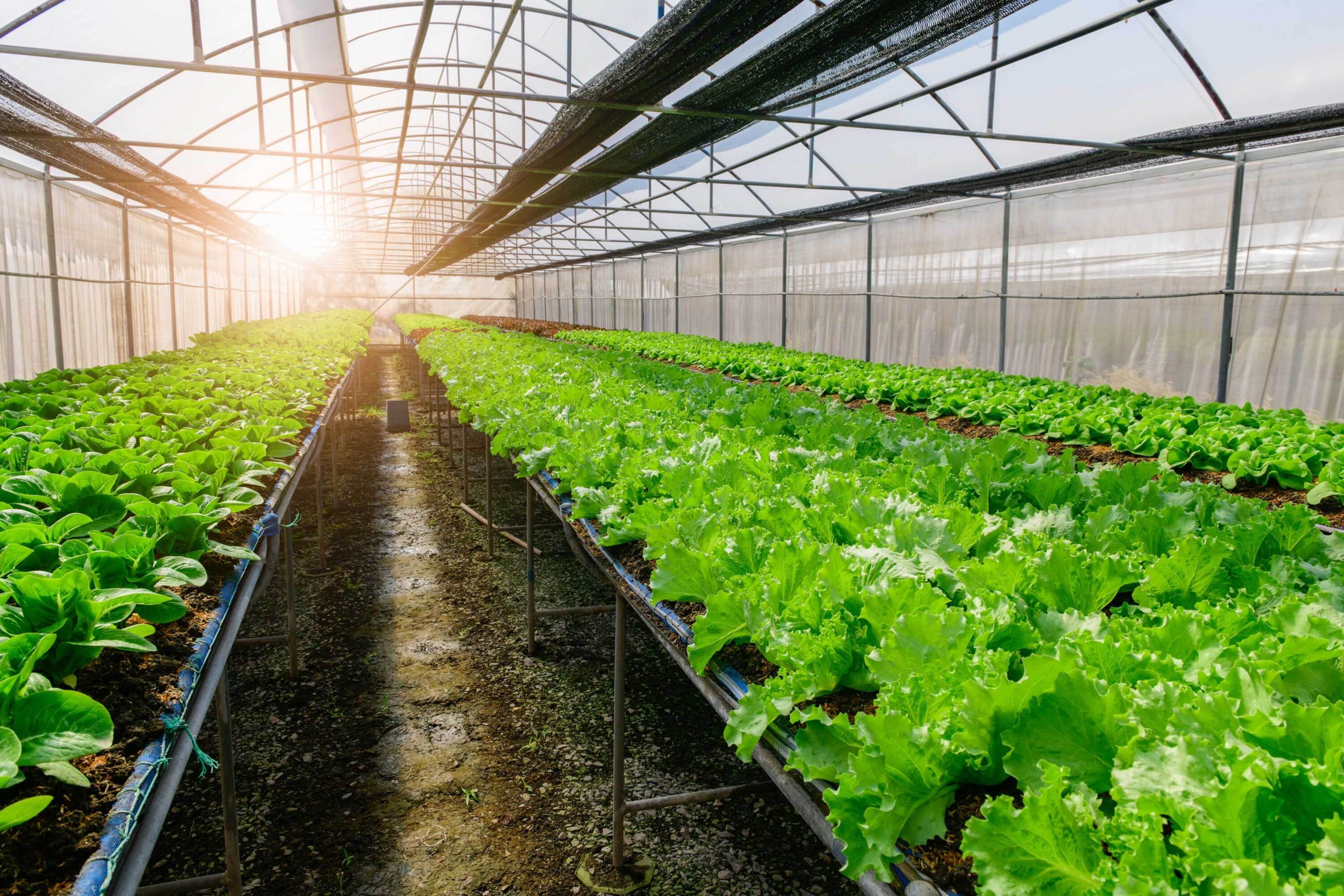 green oak lettuce growing in a greenhouse