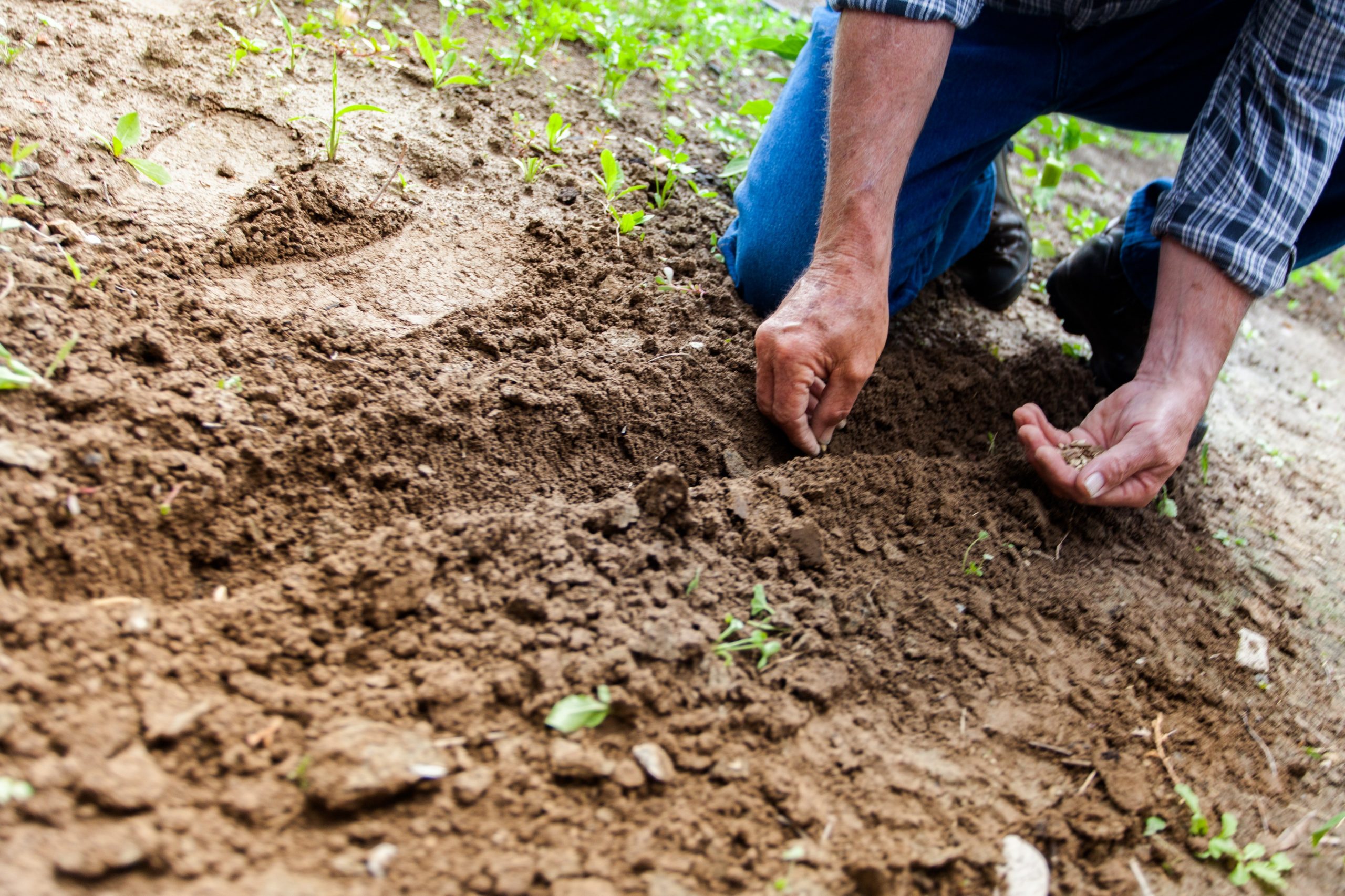 sulfur usp powder man planting organic gardening