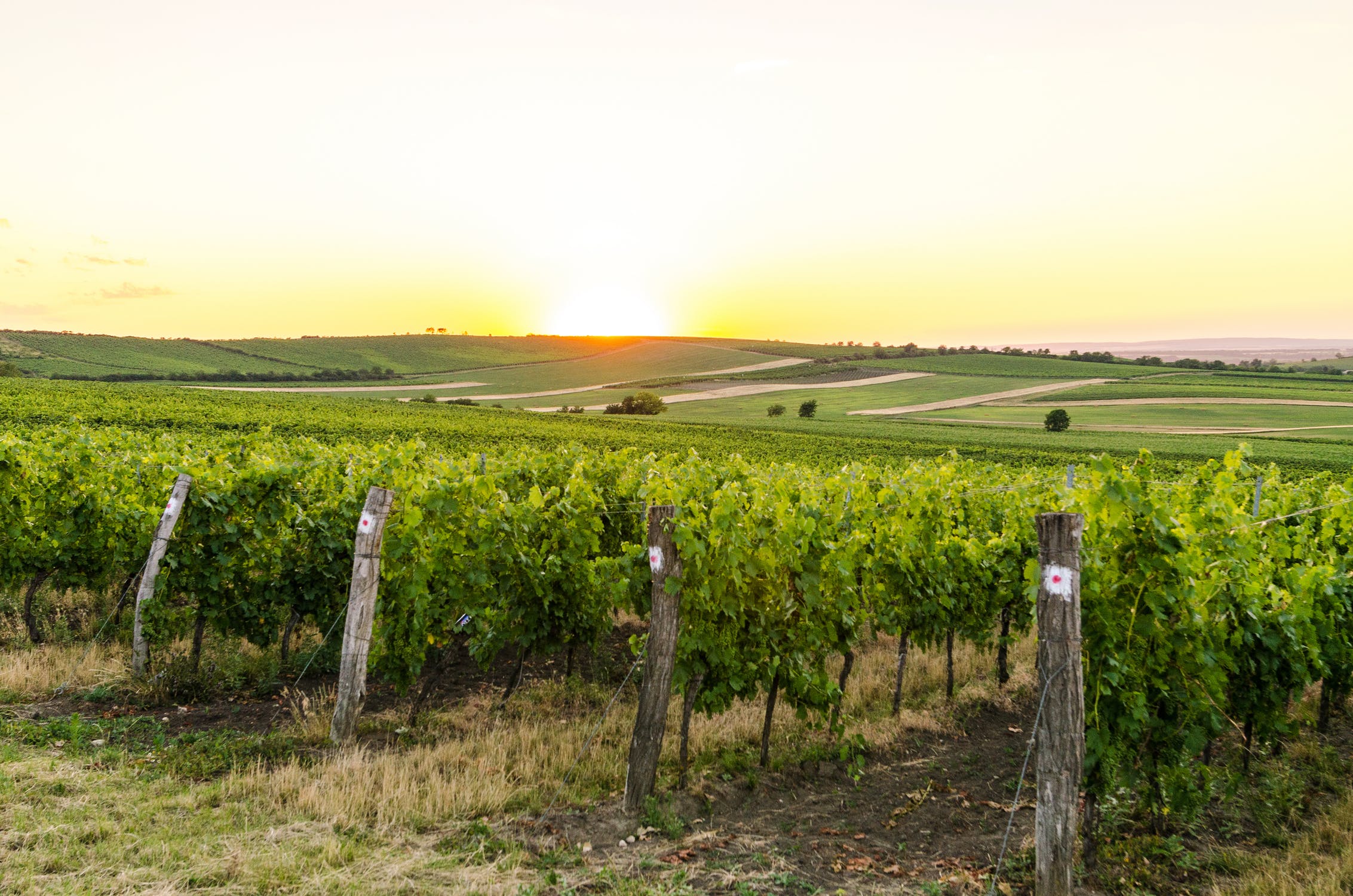 agriculture vineyard sunset background
