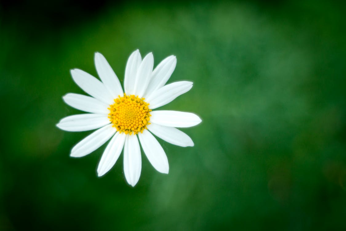 a single white daisy